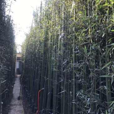 基地批发淡竹,品种多,规格全,园林绿化用苗,货源充足