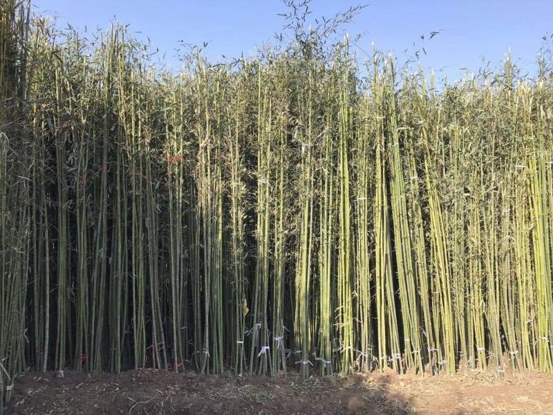 基地批发淡竹，品种多，规格全，园林绿化用苗，货源充足