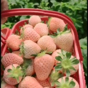 粉红女郎草莓苗品种纯正质量保证可签订合同量大优惠