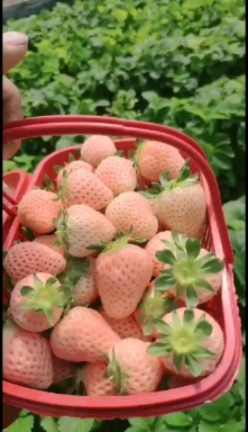 粉红女郎草莓苗品种纯正质量保证可签订合同量大优惠