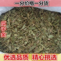 瓜子金500g野生瓜子金草瓜子金干辰砂草