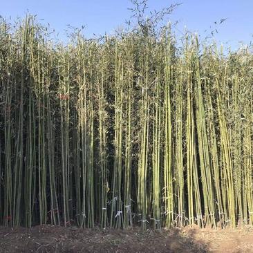 绿化苗木基地销售工程竹子，钢竹价格合理，质量好，根系发达