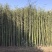 绿化苗木基地销售工程竹子,钢竹价格合理,质量好,根系发达