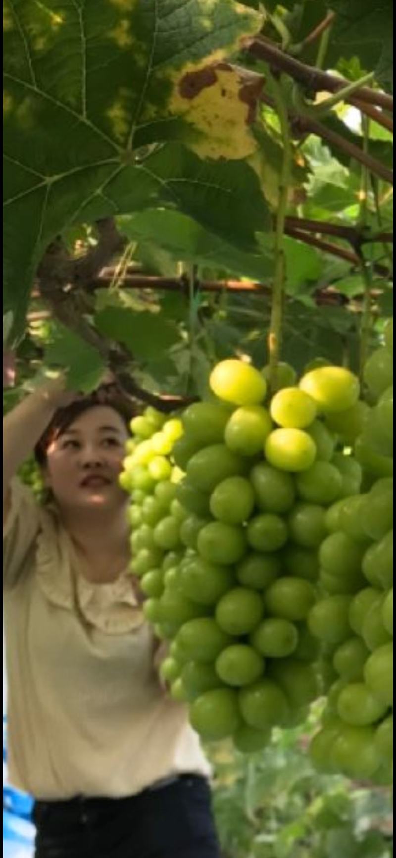 本地甬优葡萄，无核巨峰批发非常新鲜，甜，无核价格可以谈