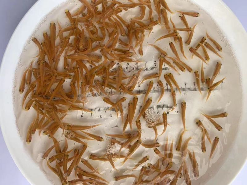 俄罗斯金草鱼苗，金丝鲩鱼苗