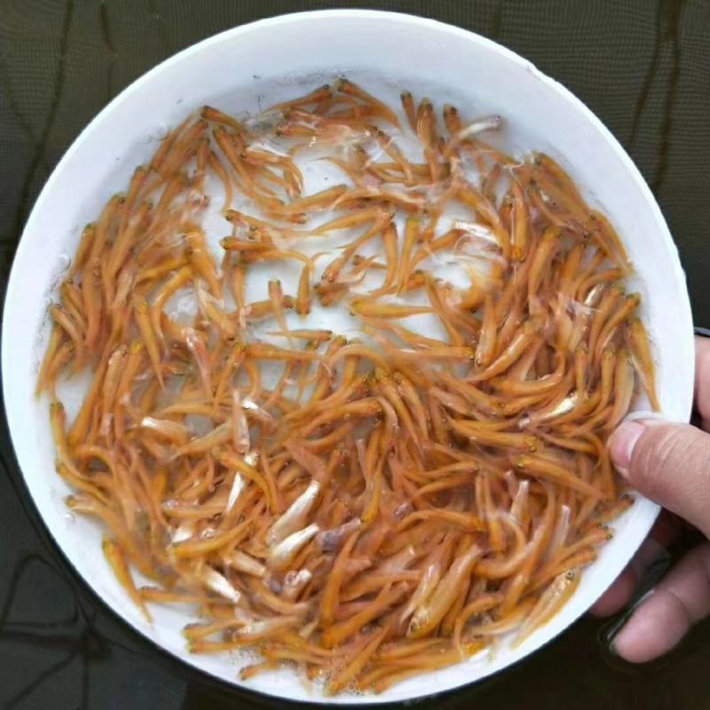 俄罗斯金草鱼苗，金丝鲩鱼苗