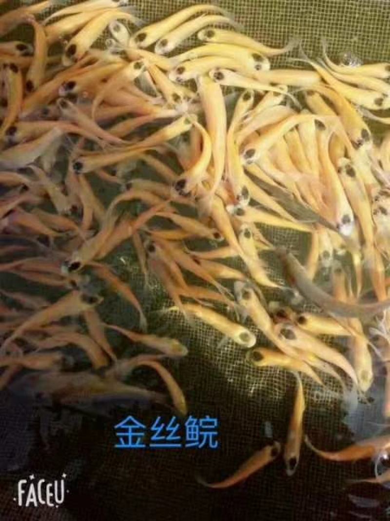 俄罗斯金草鱼苗，金丝鲩鱼苗