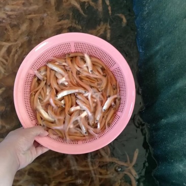 俄罗斯金草鱼苗，金丝鲩鱼苗