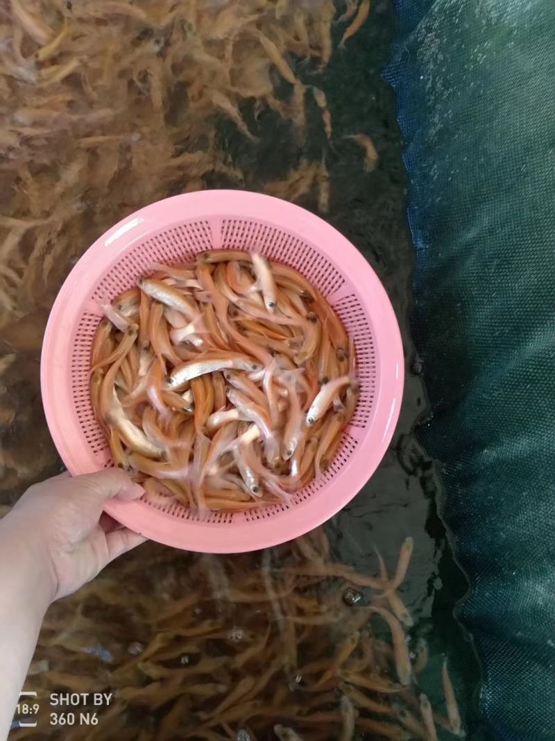 俄罗斯金草鱼苗，金丝鲩鱼苗
