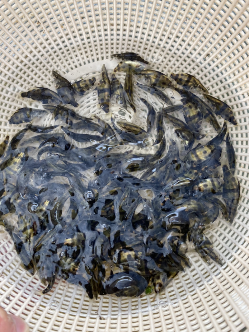 鳜鱼苗桂花鱼苗生猛生长速度快渔场直供可视频看货