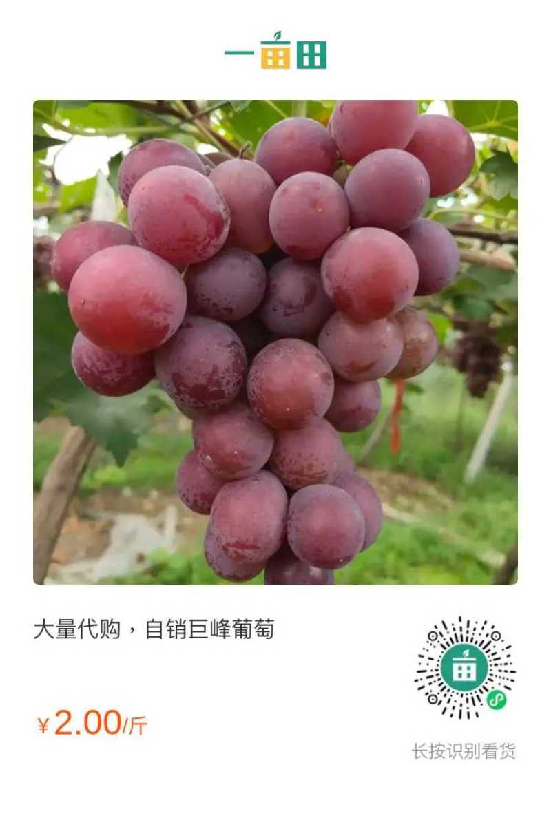 浦江巨峰葡萄大量上市，爆甜。欢迎上门采购。