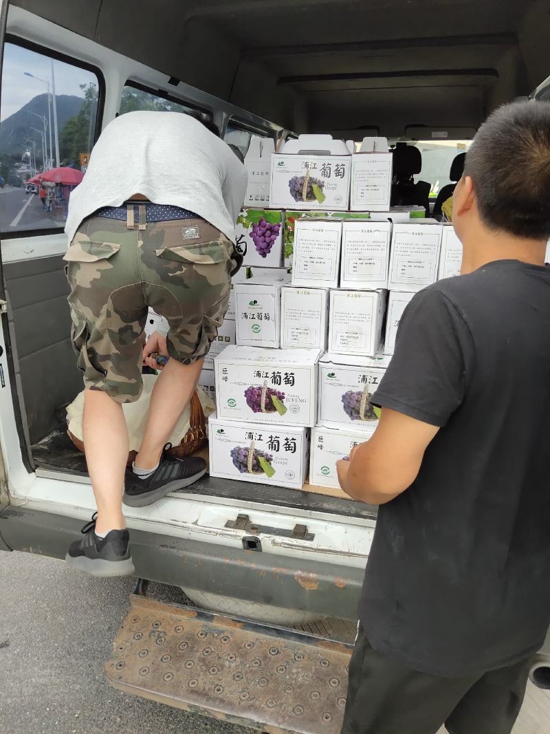 浦江巨峰葡萄大量上市，爆甜。欢迎上门采购。
