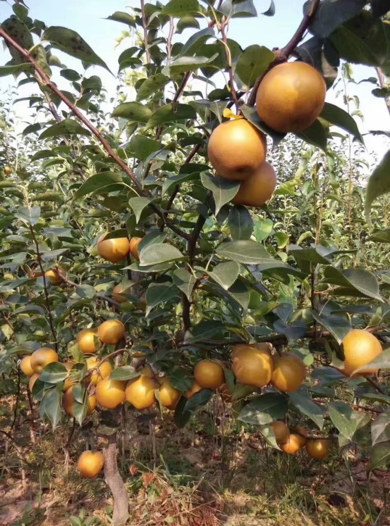 湖北省襄阳市宜城市黄花梨，口感脆甜，量大