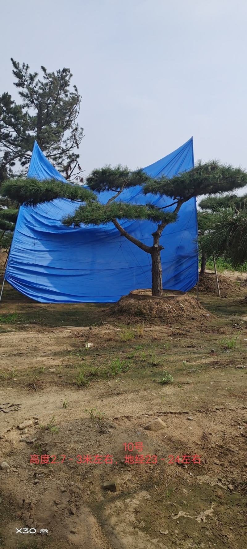 造型黑松造型油松景观松泰山松造型松