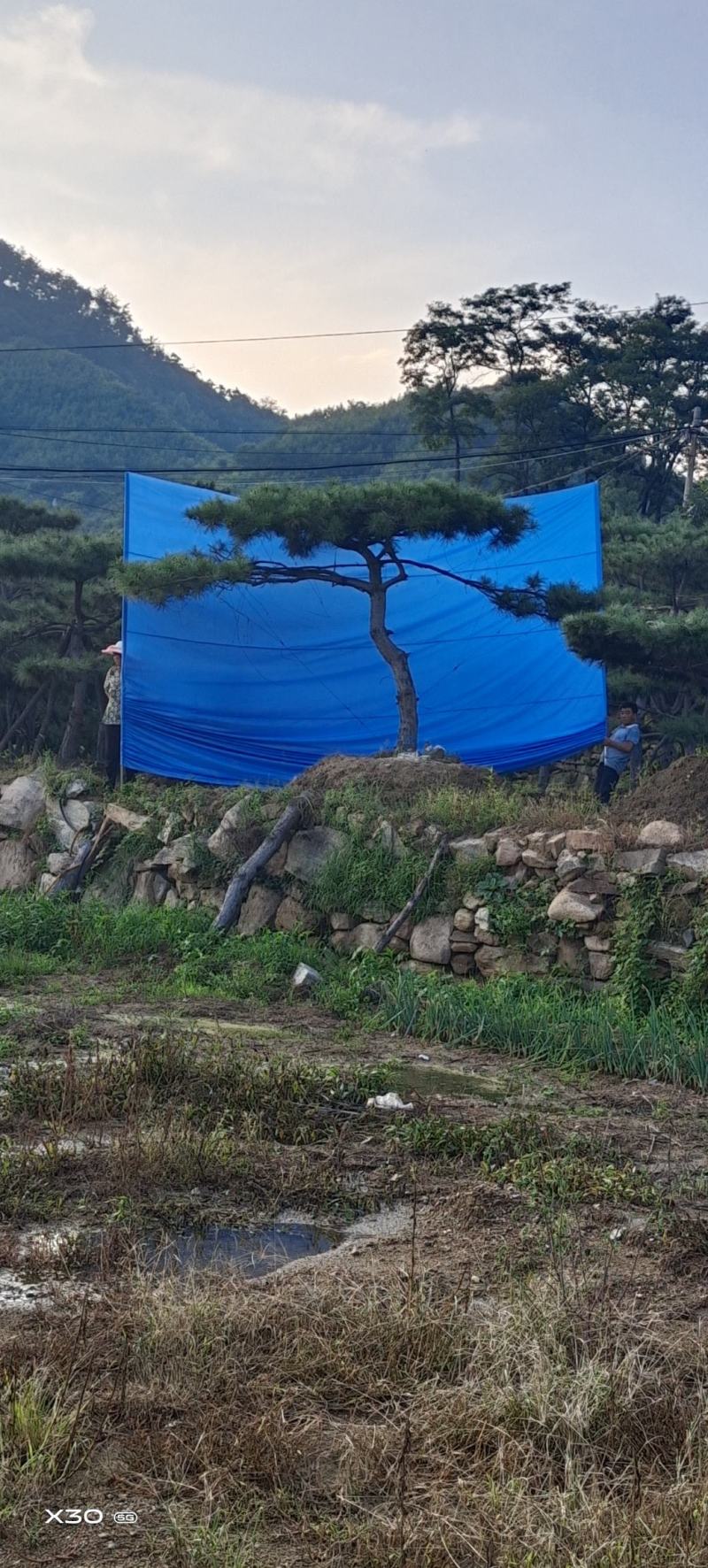 造型黑松造型油松景观松泰山松造型松