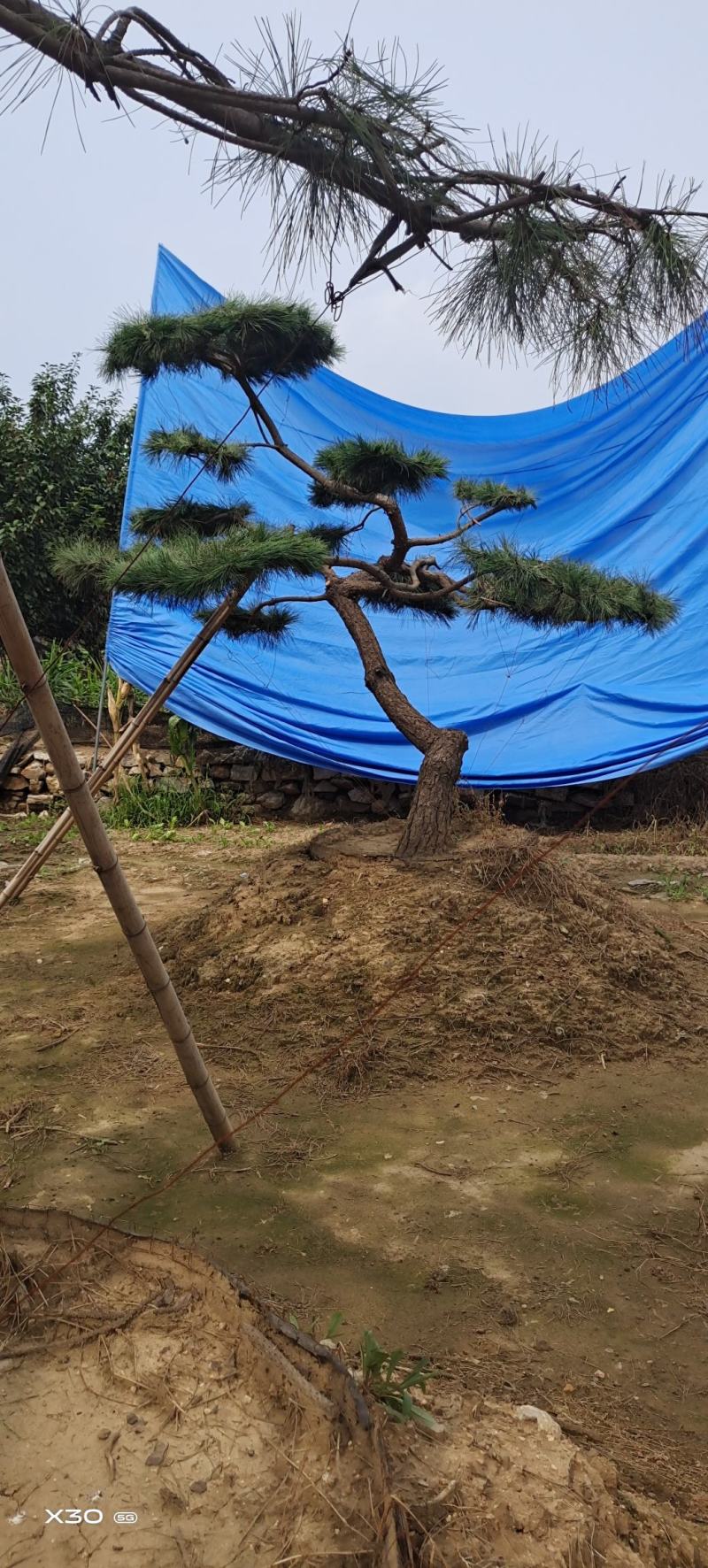造型黑松造型油松景观松泰山松造型松