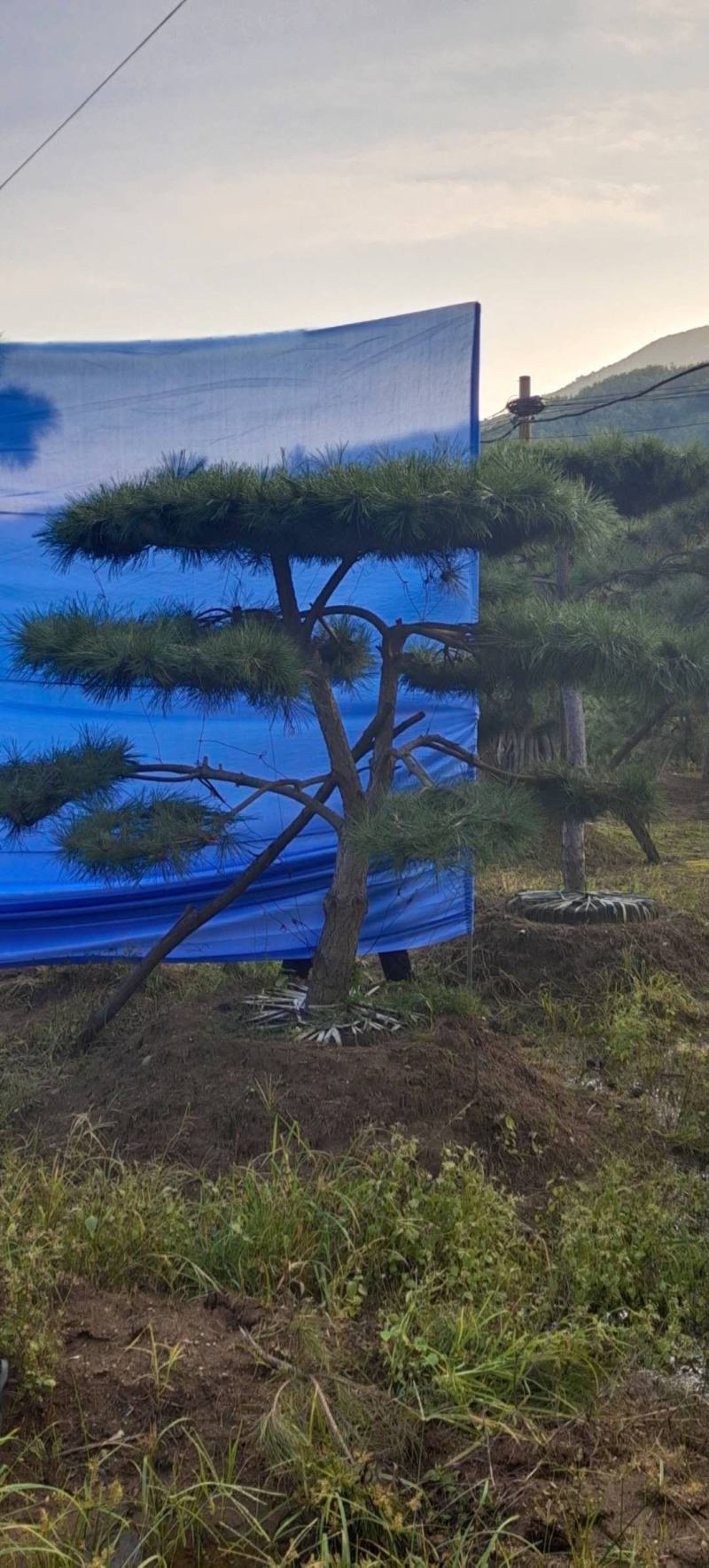 造型黑松造型油松景观松泰山松造型松