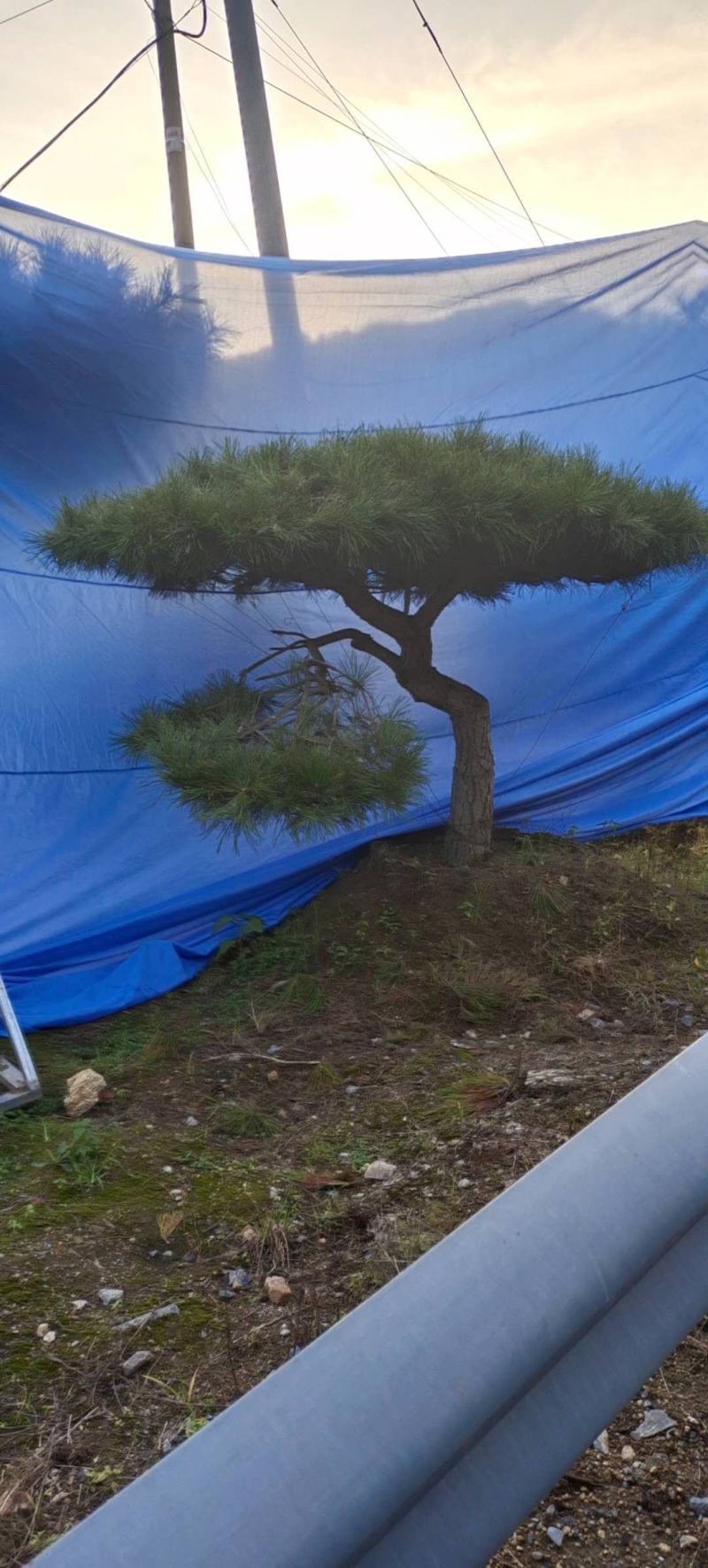 造型黑松造型油松景观松泰山松造型松