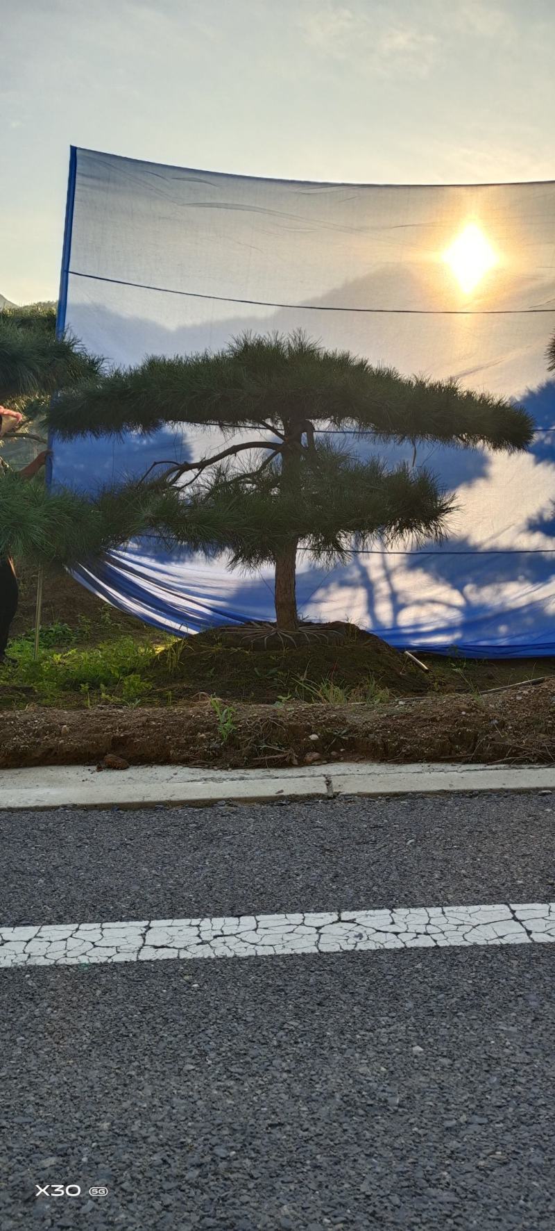 造型黑松造型油松景观松泰山松造型松