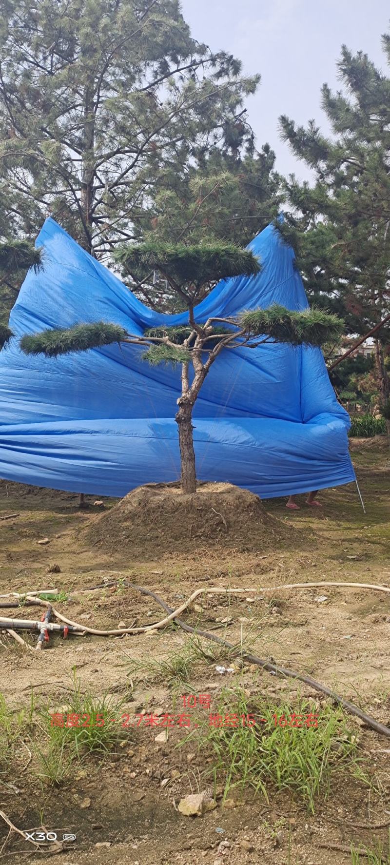 造型黑松造型油松景观松泰山松造型松