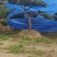 造型黑松造型油松景观松泰山松造型松