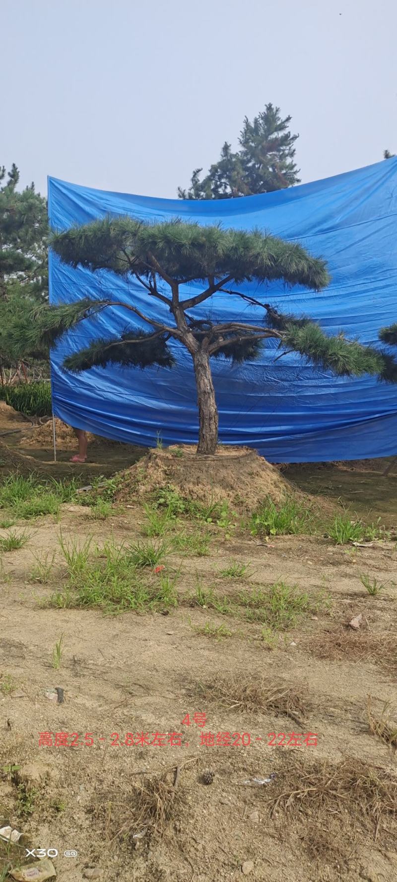 造型黑松造型油松景观松泰山松造型松