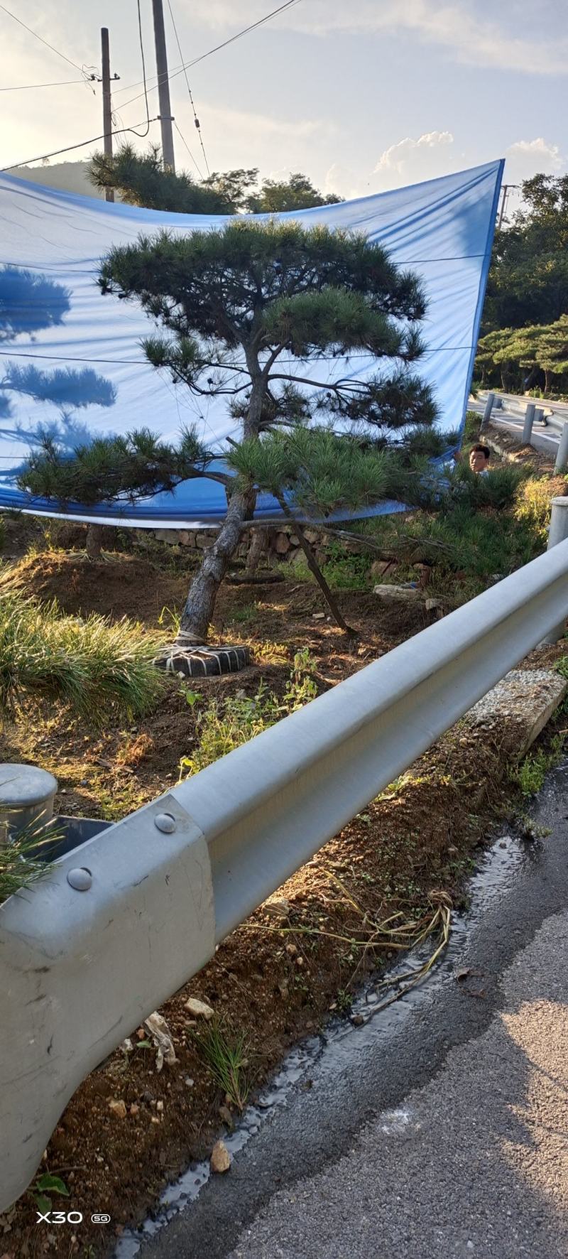 造型黑松造型油松景观松泰山松造型松