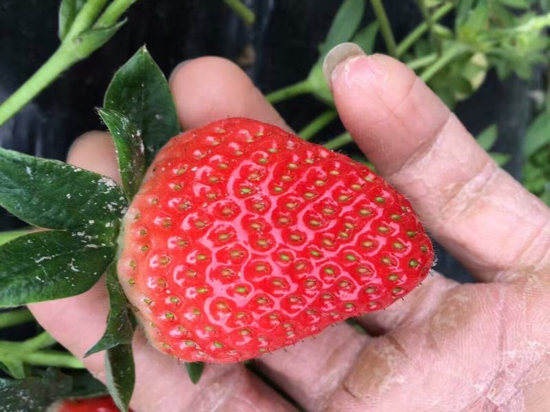 甘王草莓苗优质甘王草莓苗甘王草莓苗批发脱毒草莓苗