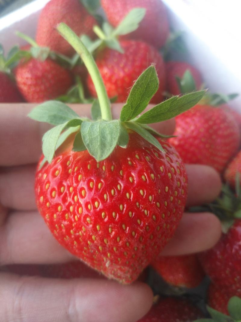甘王草莓苗优质甘王草莓苗甘王草莓苗批发脱毒草莓苗