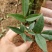 小叶牛大力种苗、牛大力改良品种