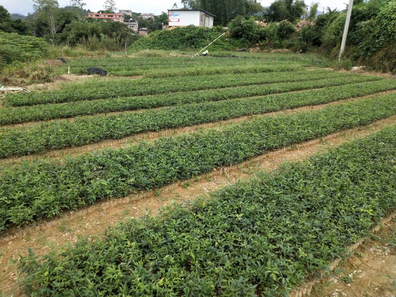 小叶牛大力种苗、牛大力改良品种