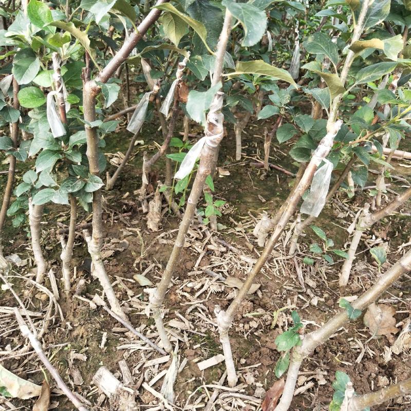【精选】红富士苹果苗中秋节上市红富士苹果苗