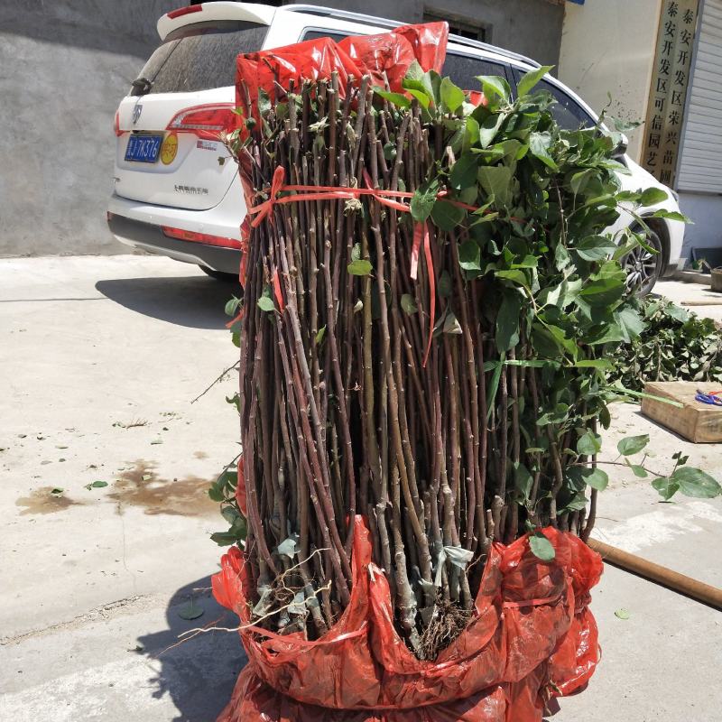 【精选】红富士苹果苗中秋节上市红富士苹果苗