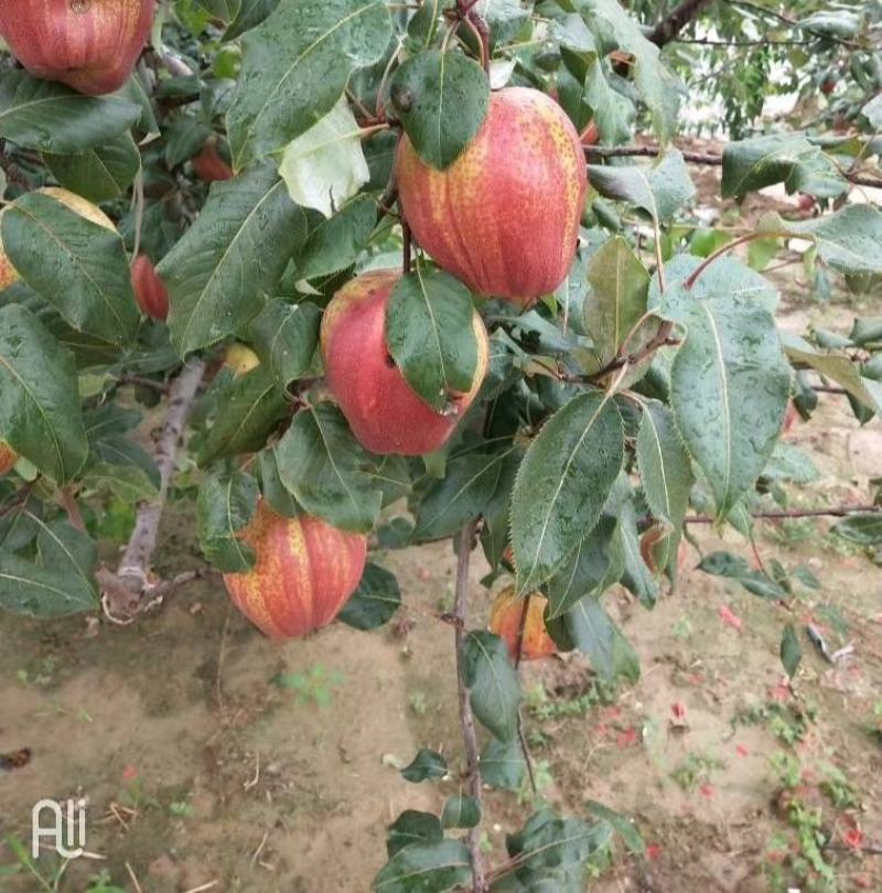 【精选】早酥红梨树苗品种纯正口感好量大从优