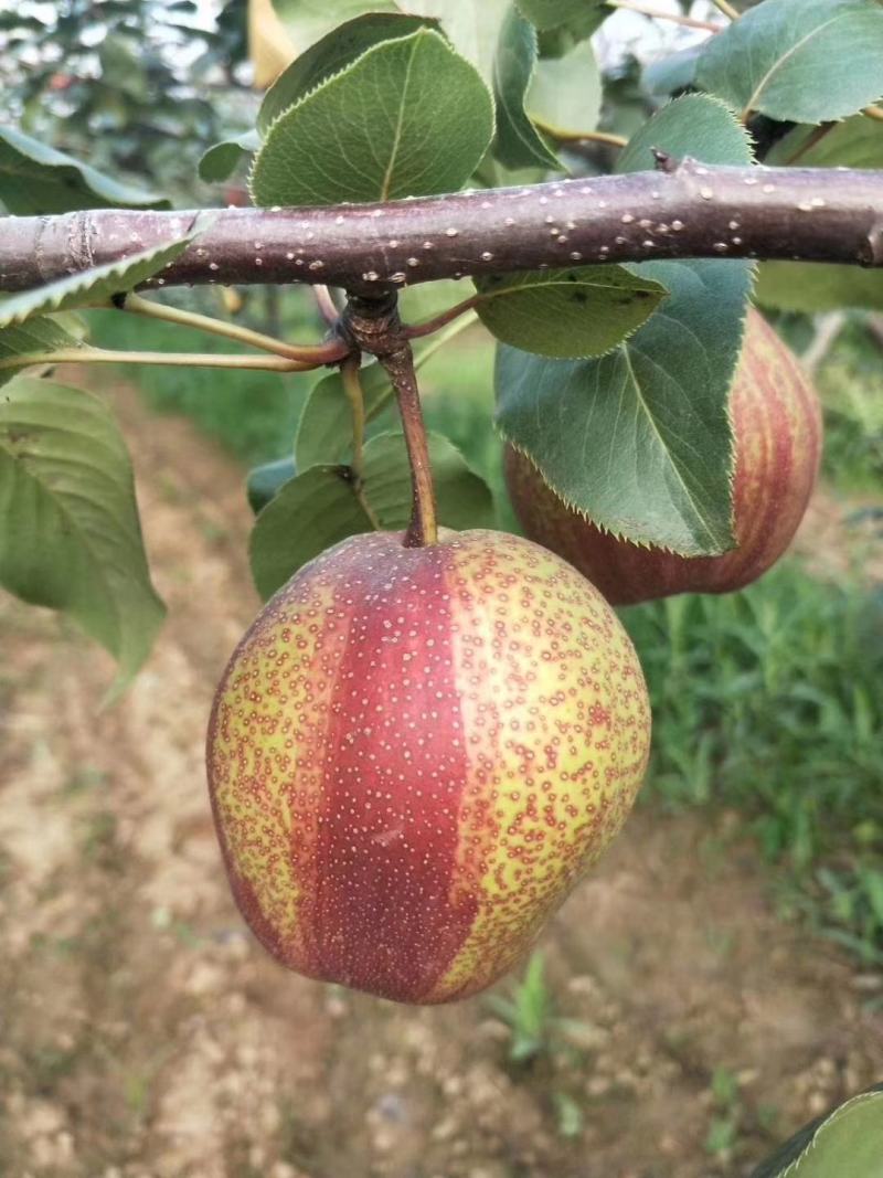 【精选】早酥红梨树苗品种纯正口感好量大从优