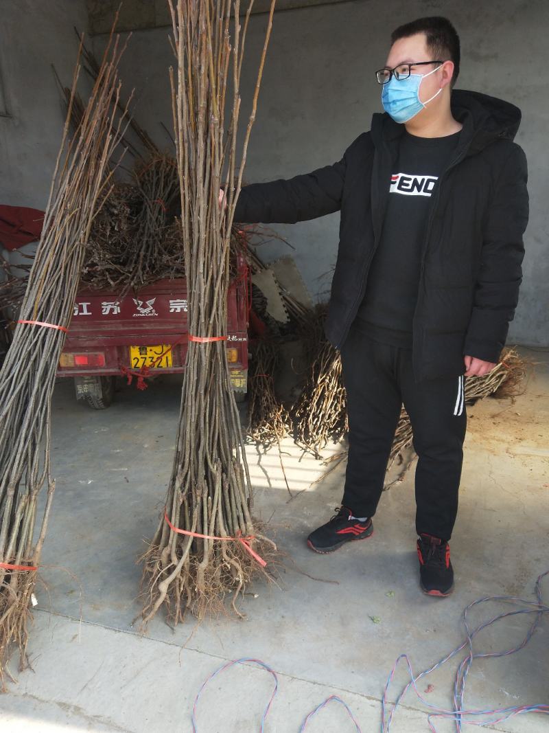 【精选】早酥红梨树苗品种纯正口感好量大从优
