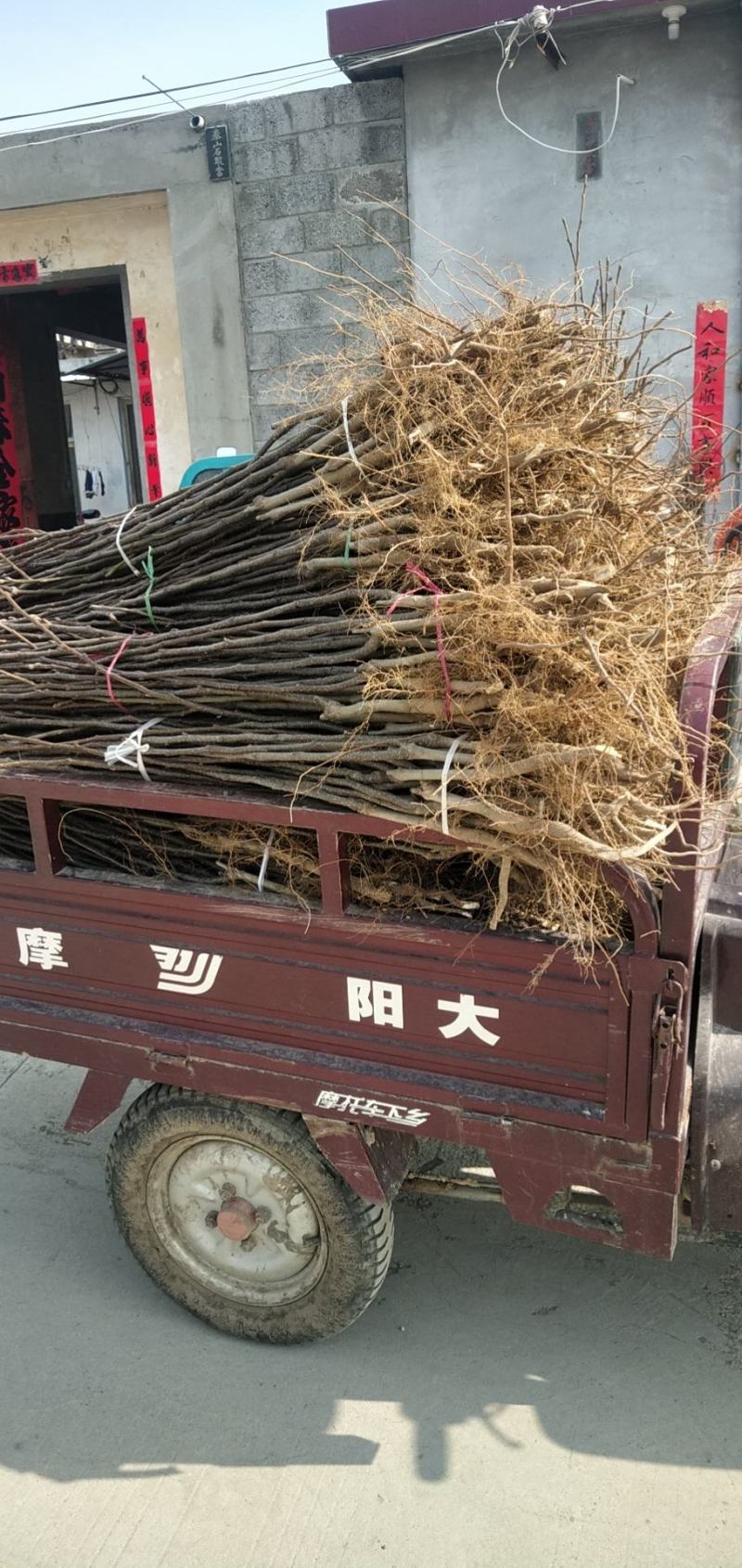 【精选】早酥红梨树苗品种纯正口感好量大从优
