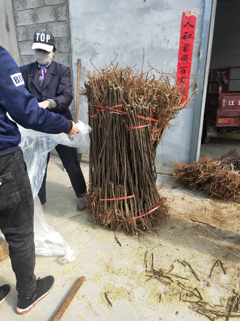 【精选】早酥红梨树苗品种纯正口感好量大从优