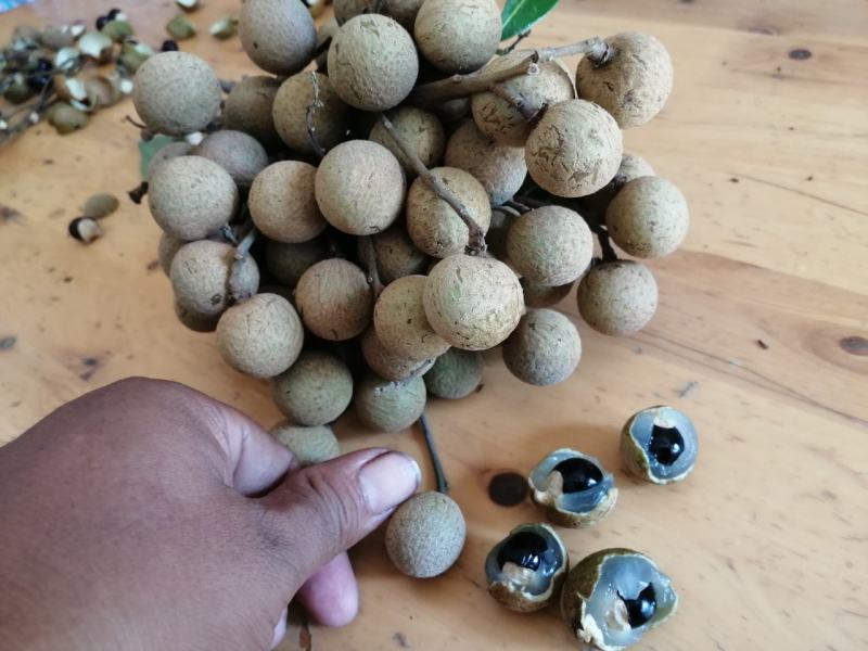 龙眼成熟了，大量上市了！