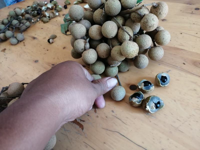 龙眼成熟了，大量上市了！