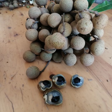 龙眼成熟了，大量上市了！