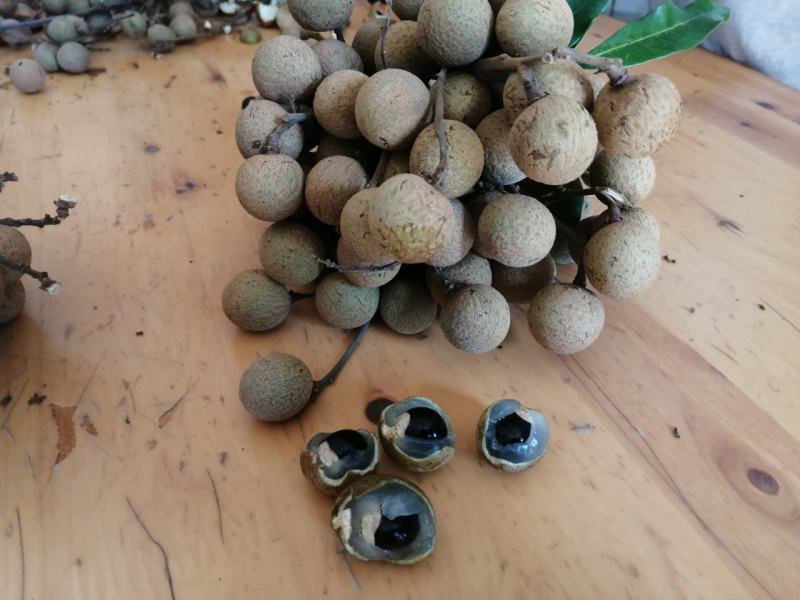 龙眼成熟了，大量上市了！