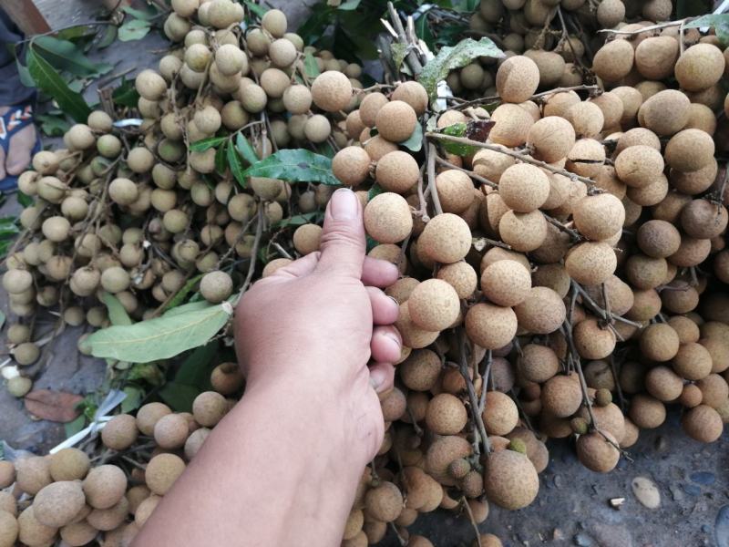 龙眼成熟了，大量上市了！