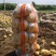 荷兰806精品土豆大量上市产地直发货源充足量大价优