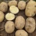 荷兰806精品土豆大量上市产地直发货源充足量大价优