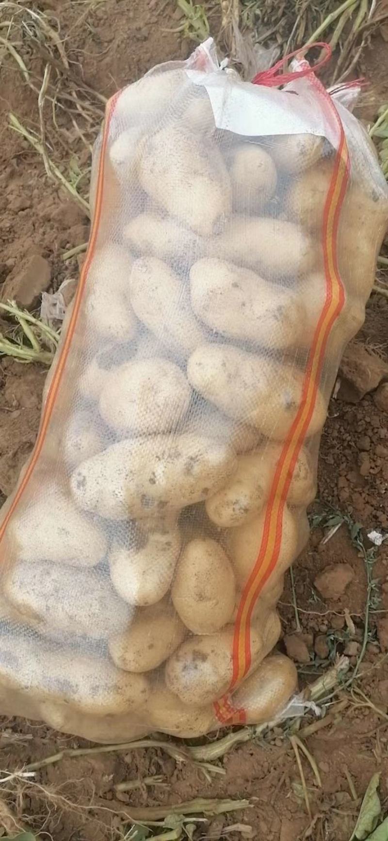 荷兰806精品土豆大量上市产地直发货源充足量大价优