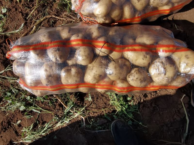 荷兰806精品土豆大量上市产地直发货源充足量大价优