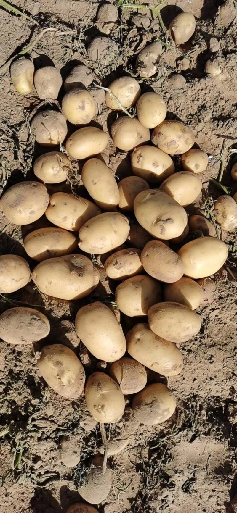 荷兰806精品土豆大量上市产地直发货源充足量大价优