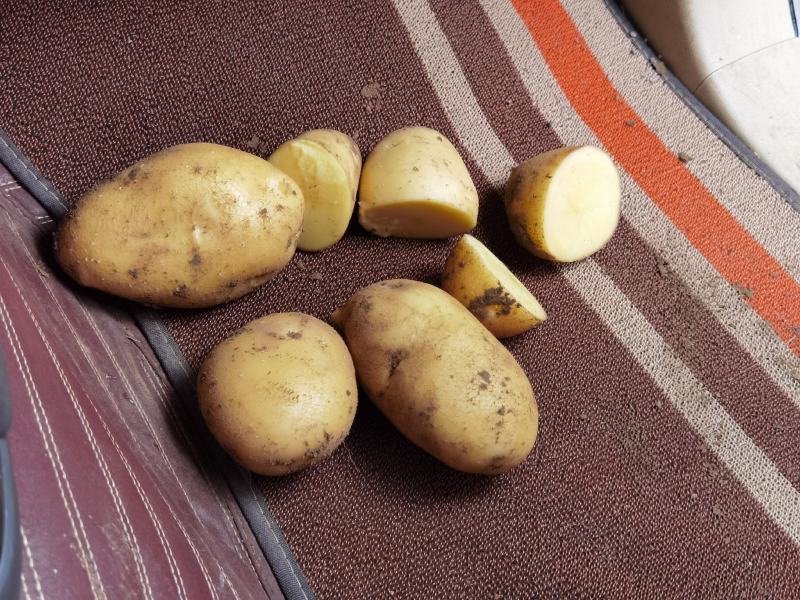 荷兰806精品土豆大量上市产地直发货源充足量大价优