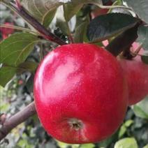 【精选】红肉苹果苗红色之爱苹果苗品种纯正欢迎订购